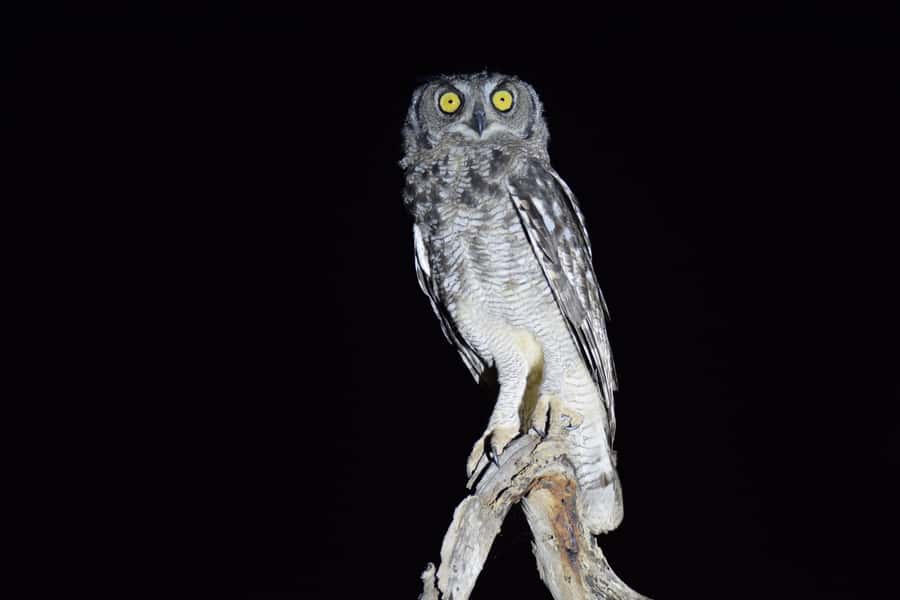 Hoedspruit: Full Day in ICONIC Kruger National Park - Rest-camp lunch gives you a proper break