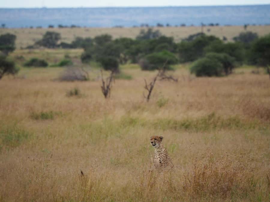Hoedspruit: Full Day in ICONIC Kruger National Park - Weather, clothing, and simple preparation