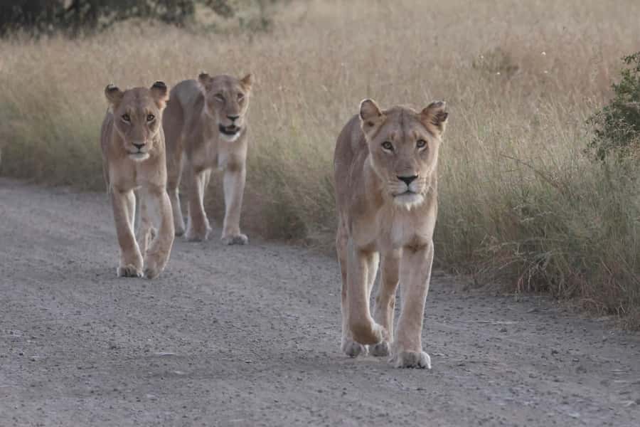 Hoedspruit: Private Kruger National Park Full-Day Safari - Key points to know before booking