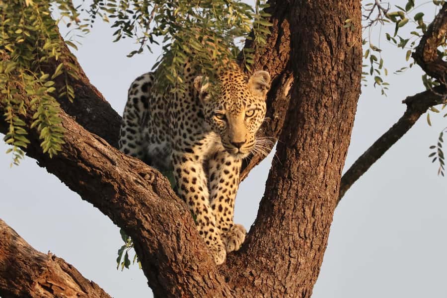 Hoedspruit: Private Kruger National Park Full-Day Safari - Who should book this safari?