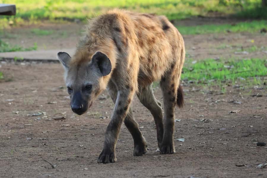 Hoedspruit: Private Kruger National Park Full-Day Safari - Why a full day in Kruger makes sense