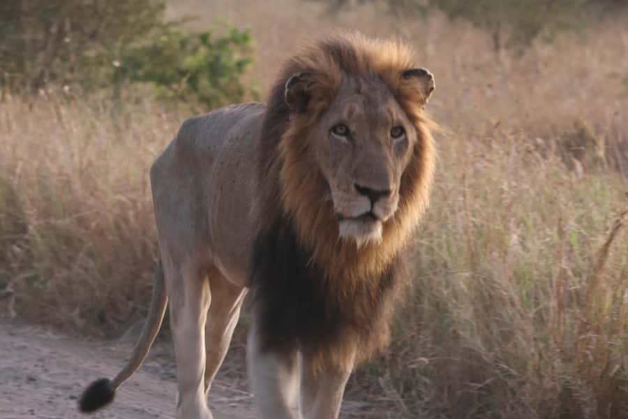 Hoedspruit: Private Kruger National Park Full-Day Safari - The Big Five and the smaller surprises