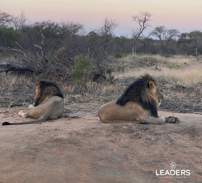Hoedspruit: Private Kruger National Park Full-Day Safari - Coffee, biscuits, water, and the missing lunch