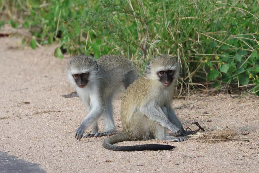 Hoedspruit: Private Kruger National Park Full-Day Safari - What the private setup is worth