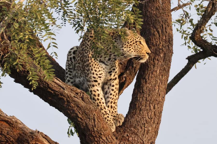 Hoedspruit: Private Kruger National Park Full-Day Safari - Weather, comfort, and what to pack