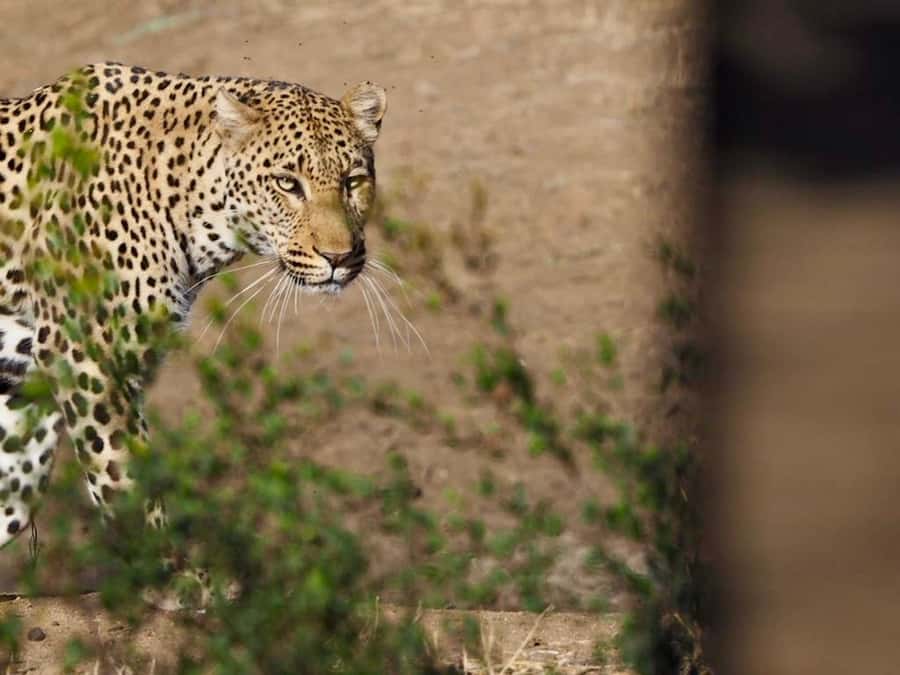 Hoedspruit: Sunrise Safari in Greater Kruger Private Reserve - Key points before you book