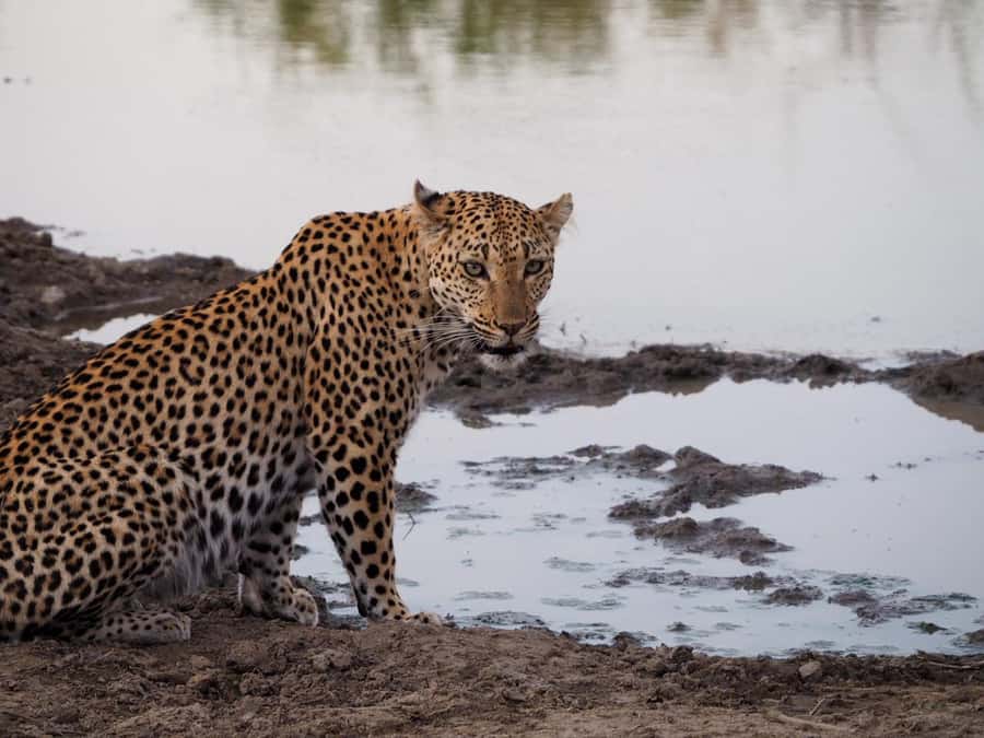 Hoedspruit: Sunrise Safari in Greater Kruger Private Reserve - Should you book the Hoedspruit sunrise safari?