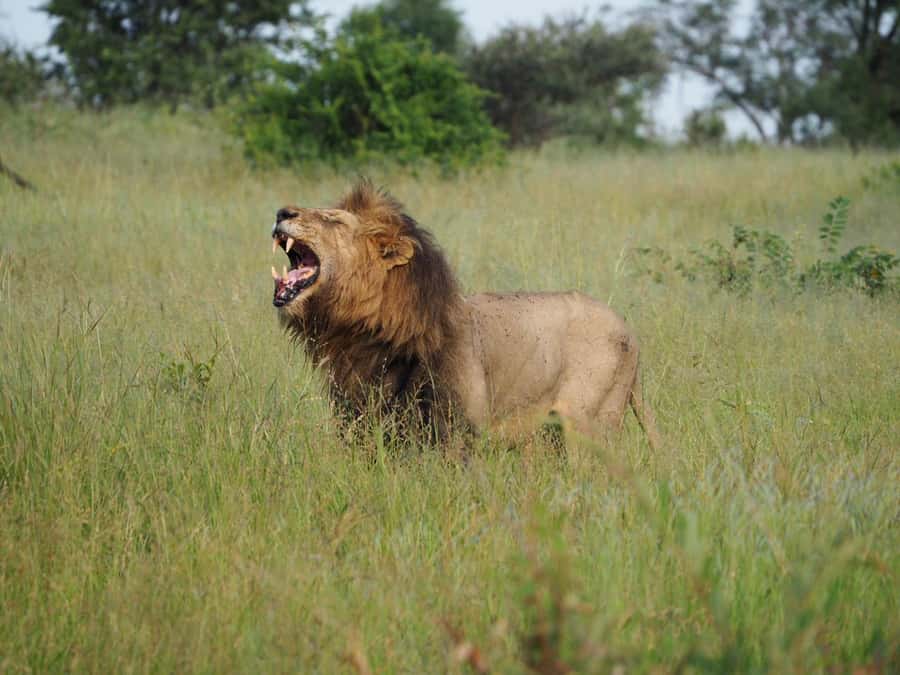 Hoedspruit: Sunrise Safari in Greater Kruger Private Reserve - Wildlife sightings you might find