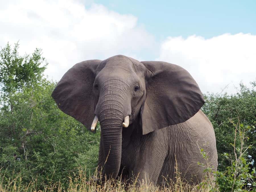 Hoedspruit: Sunrise Safari in Greater Kruger Private Reserve - Is $71 a fair price?