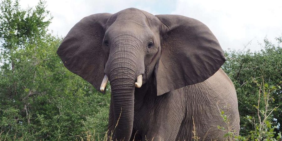 Hoedspruit: Sunrise Safari in Greater Kruger Private Reserve - Who will enjoy this safari most?
