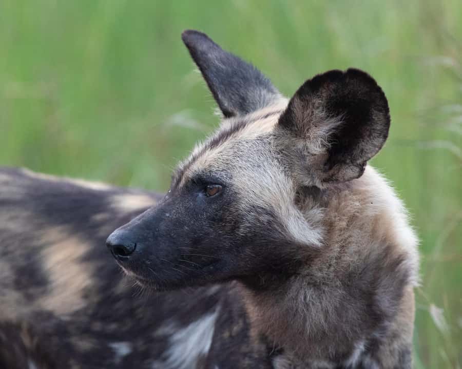 Hoedspruit: Sunrise Safari in Greater Kruger Private Reserve - Practical details for a smoother morning