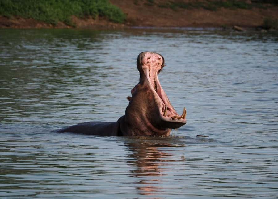 Hoedspruit: Sunrise Safari in Greater Kruger Private Reserve - Riding through a private game farm