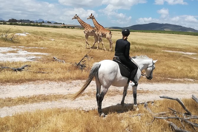 Horse Riding Wildlife Safari - Key points to know before you ride