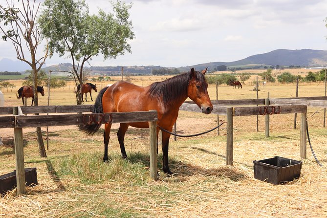 Horse Riding Wildlife Safari - Is $77.59 good value?