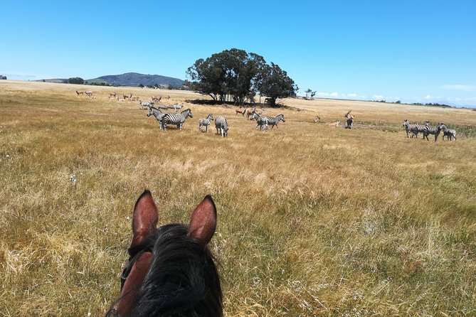 Horse Riding Wildlife Safari - Meeting the horses and finding your level