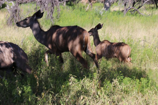 Horseback Safari Adventure in Hartbeespoort from Johannesburg - Leaving Johannesburg with coffee and homemade biscuits