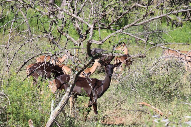 Horseback Safari Adventure in Hartbeespoort from Johannesburg - What the $112.52 price gives you