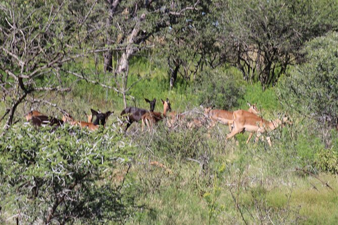 Horseback Safari Adventure in Hartbeespoort from Johannesburg - Timing, weather, and practical planning