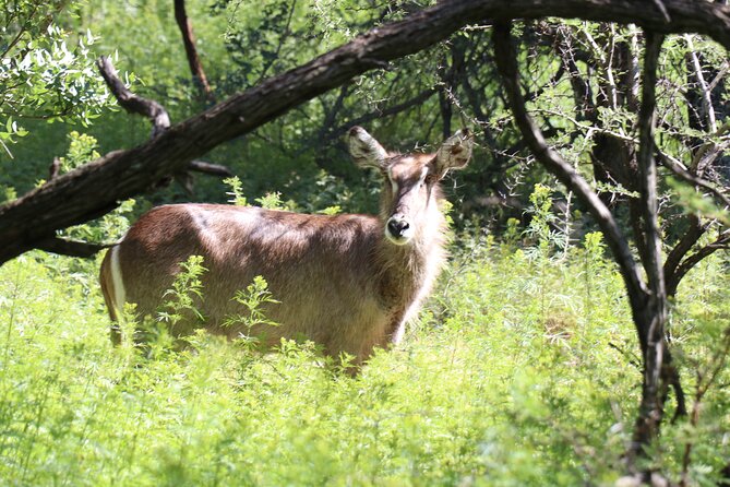 Horseback Safari Adventure in Hartbeespoort from Johannesburg - How this compares with a standard game drive