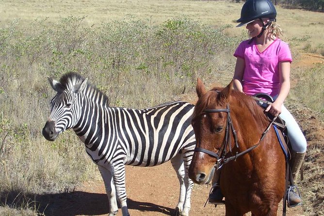 Horseback Safari Tour - Arriving at Pinto’s Lodge near Cullinan