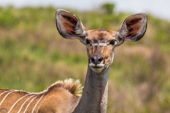 iSimangaliso Sunset Game Drive - Who will enjoy this sunset safari most