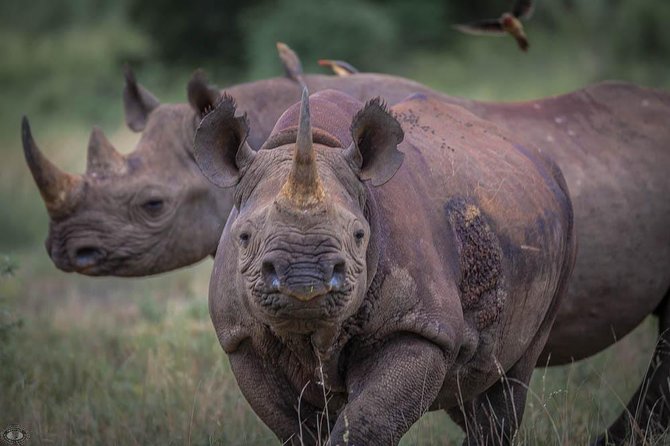 iSimangaliso Wetland Park, Full Day Tour - Game viewing along roads, loops, and hides
