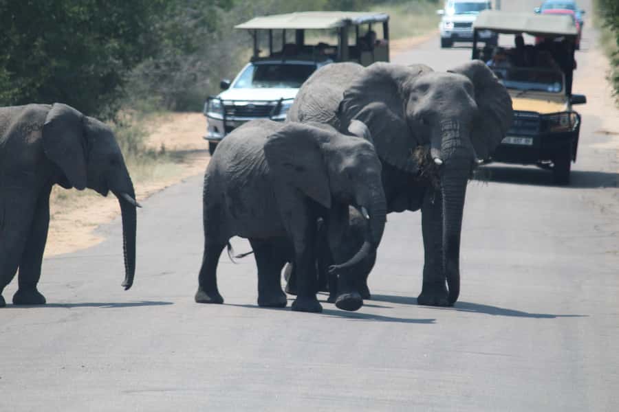 Johannesburg: 3-Day Panorama Tour with Kruger Park Safari - Guides can shape the whole experience