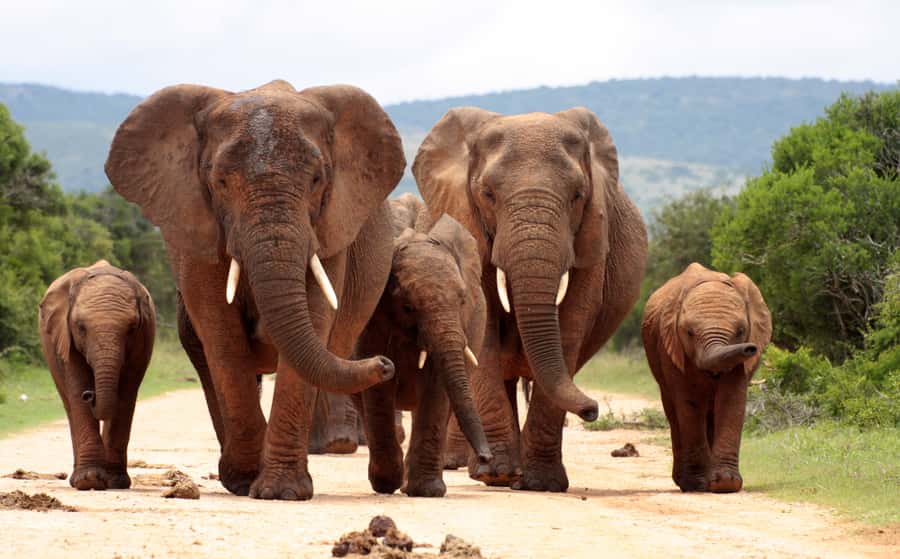 Johannesburg: 3-Day Panorama Tour with Kruger Park Safari - Day three: Returning to Johannesburg by midafternoon