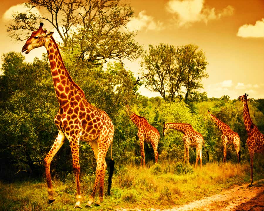 Johannesburg: 3-Day Panorama Tour with Kruger Park Safari - What the $959 price includes