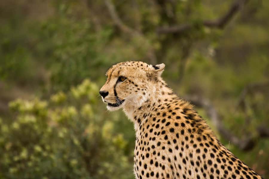 Johannesburg: Affordable 3 Day Kruger Park Safari - Day 2: The full Kruger day through Orpen Gate