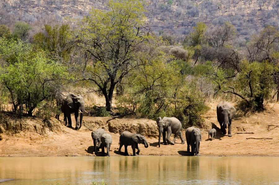 Johannesburg: Full Day Sun City & Pilanesberg Nature Reserve - The 2.5-hour road to Pilanesberg
