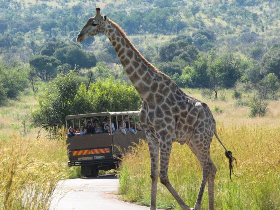 Johannesburg: Full Day Sun City & Pilanesberg Nature Reserve - The early Sandton or Rosebank pickup