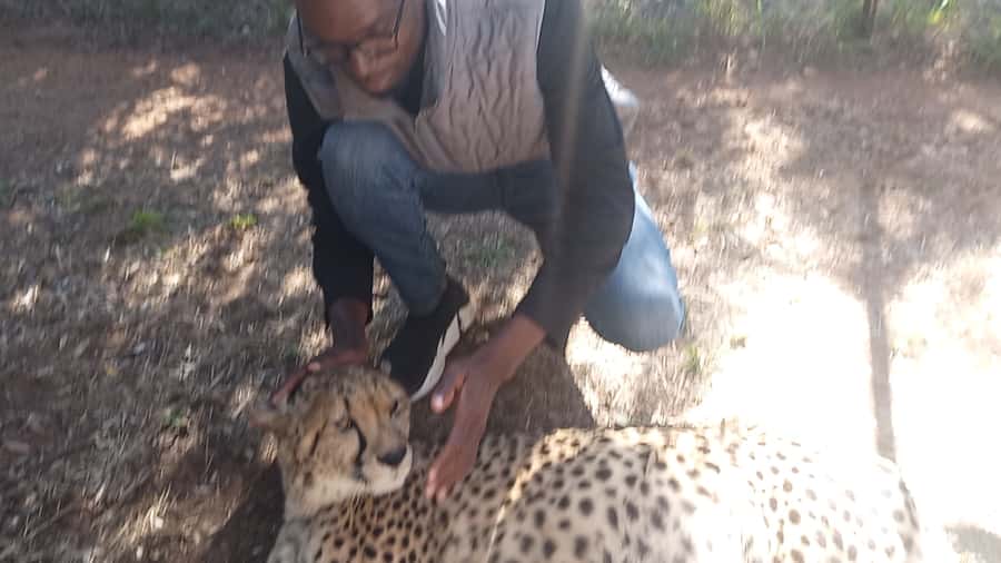 Johannesburg: Guided Walk with Lions in the African Bush - Key points at a glance