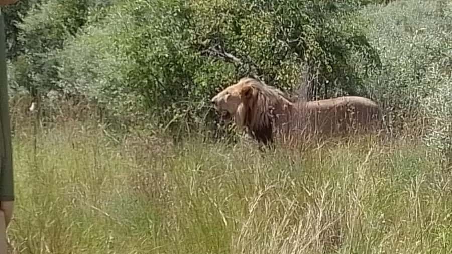 Johannesburg: Guided Walk with Lions in the African Bush - Walking with lions outside Johannesburg