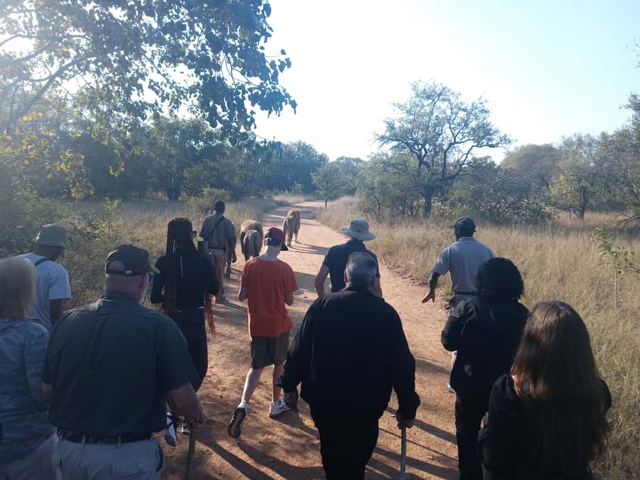 Johannesburg: Guided Walk with Lions in the African Bush - Arrival, security, and the safety briefing