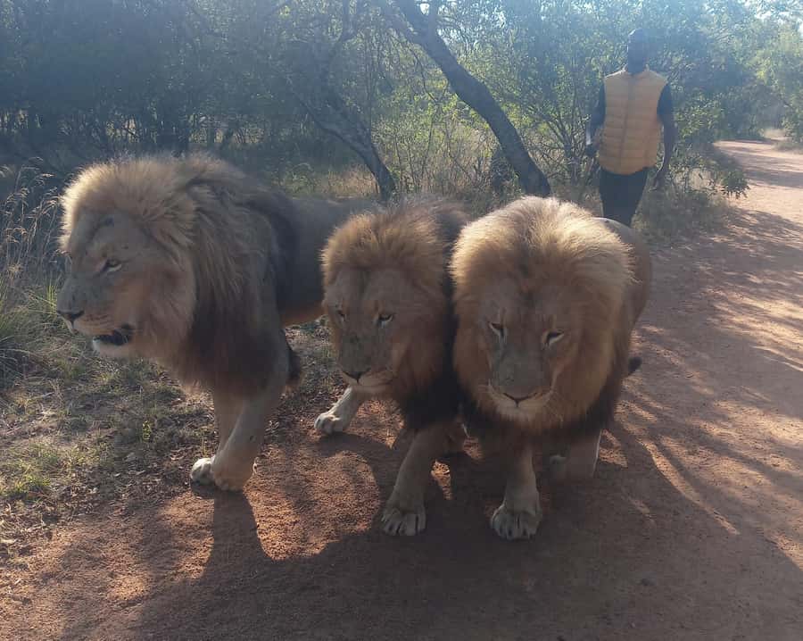 Johannesburg: Guided Walk with Lions in the African Bush - Time, refreshments, and what is included