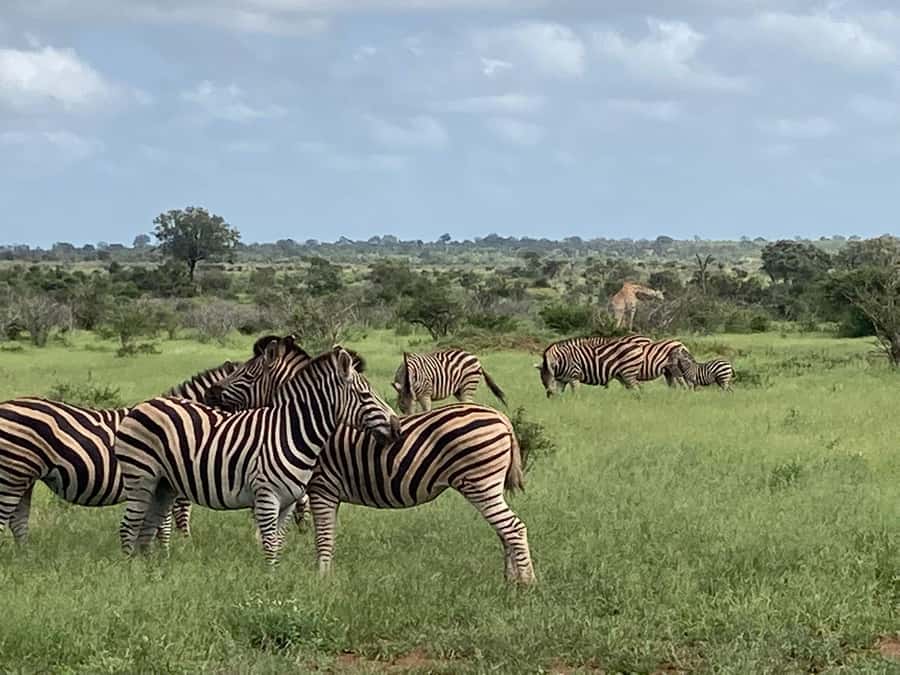 Johannesburg: Guided Walk with Lions in the African Bush - Who should book this experience