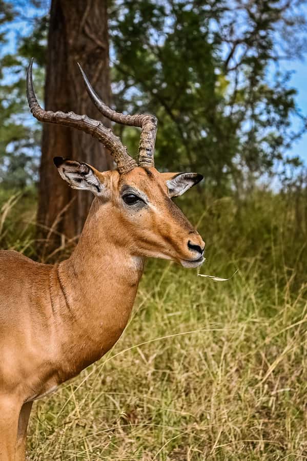 Johannesburg: Guided Walk with Lions in the African Bush - Practical advice for a smoother day