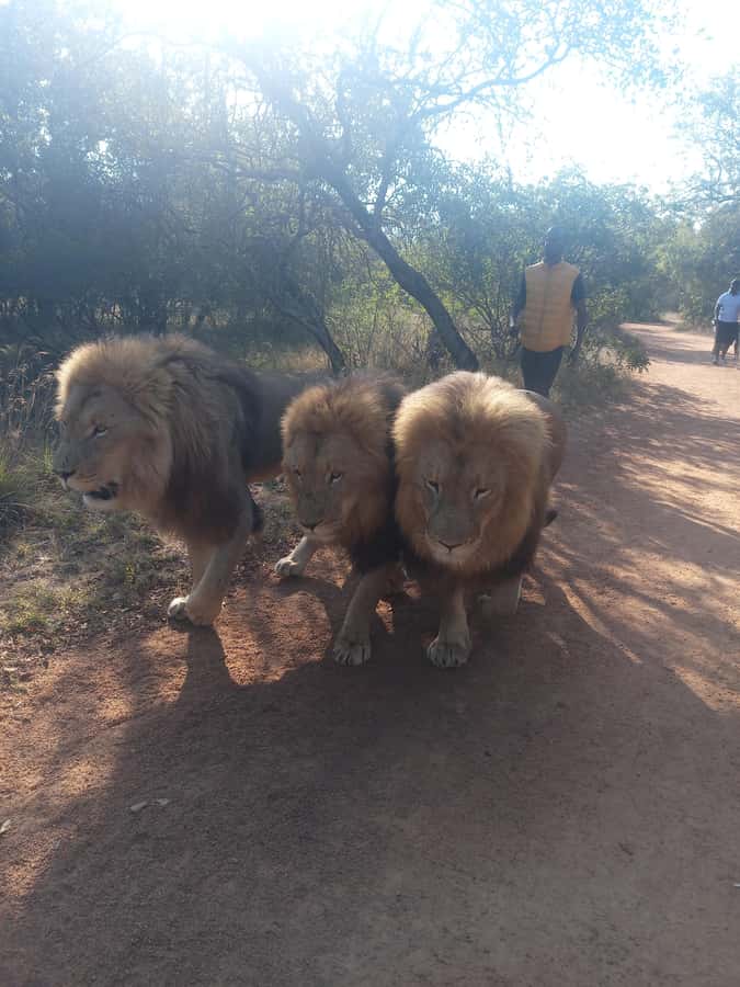 Johannesburg: Guided Walk with Lions in the African Bush - Should you book the lion walk?