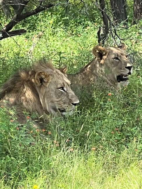 Johannesburg: Half-Day Big 5 Safari Tour - Key points to know before booking