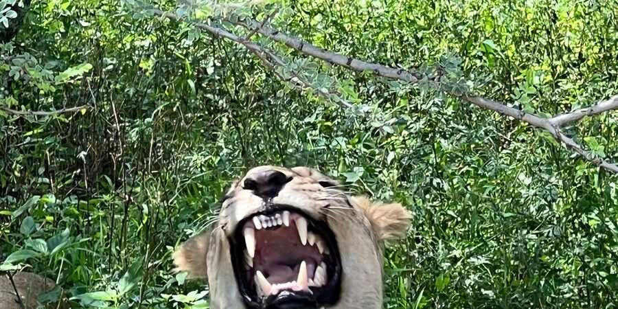 Johannesburg: Half-Day Big 5 Safari Tour - Leaving Johannesburg for Dinokeng Game Reserve