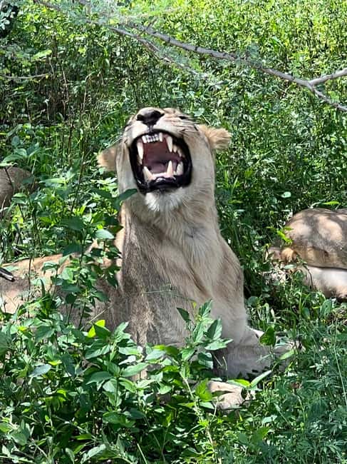 Johannesburg: Half-Day Big 5 Safari Tour - Three hours in an open safari vehicle