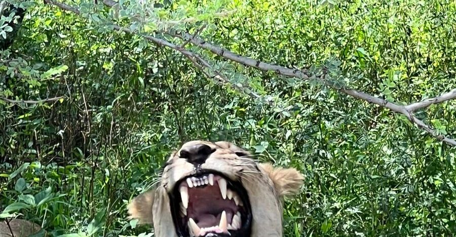 Johannesburg: Half-Day Big 5 Safari Tour - Morning or afternoon: choosing your timing