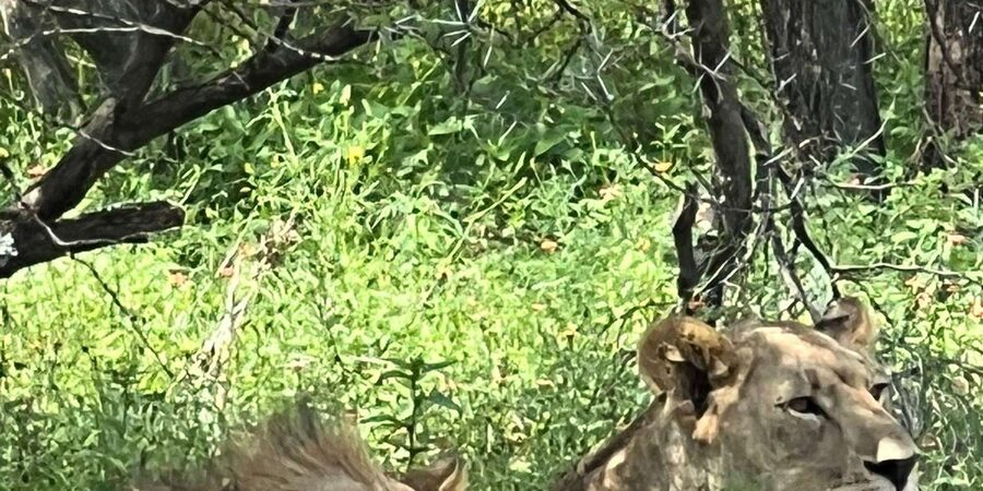 Johannesburg: Half-Day Big 5 Safari Tour - Final verdict: book it for access, not certainty