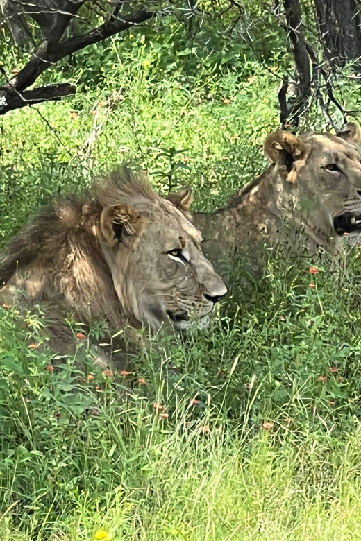 Johannesburg: Half-Day Big 5 Safari Tour - Arriving at a bushveld reserve with a Big 5 promise