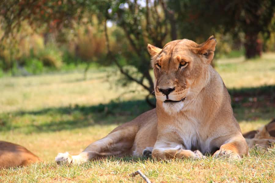 Johannesburg: Lion Park Safari and Cultural Village Tour - The 600-hectare Lion and Safari Park