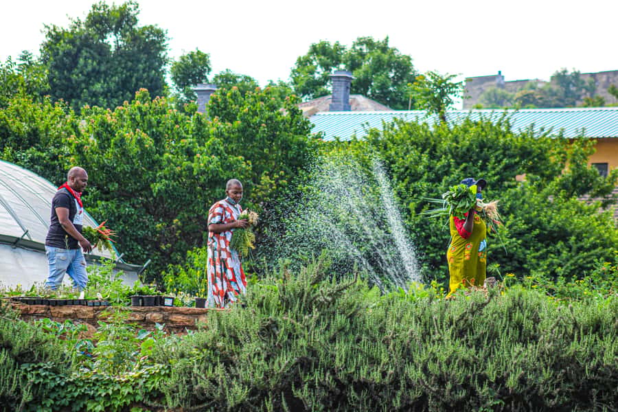 Johannesburg: Pan-African Cooking & Dinning Experience - Choosing between vegan and meat options