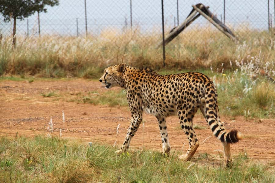 Johannesburg: Rhino and Lion Nature Reserve Safari - Key points to know before booking