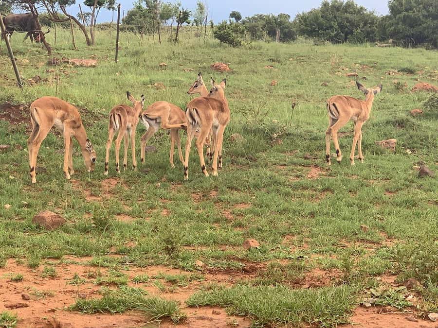 Johannesburg: Rhino and Lion Nature Reserve Safari - The final call: a convenient first safari