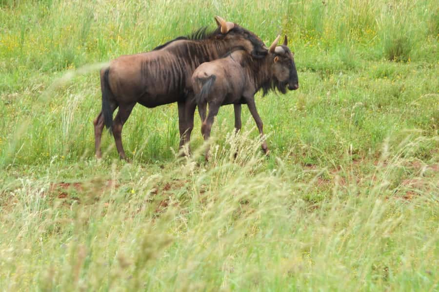Johannesburg: Rhino and Lion Nature Reserve Safari - The 1.5 to 2-hour game drive